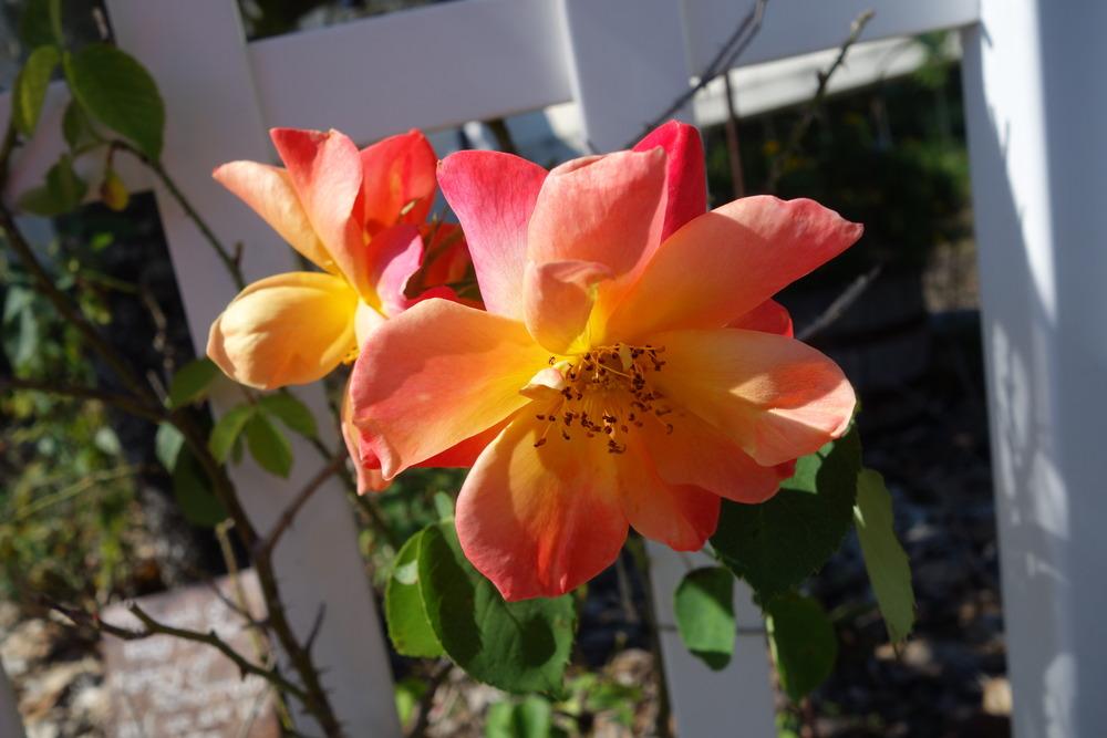 Photo of Rose (Rosa 'Joseph's Coat') uploaded by mellielong