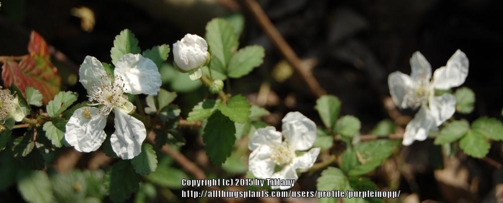 Photo of Rubus uploaded by purpleinopp