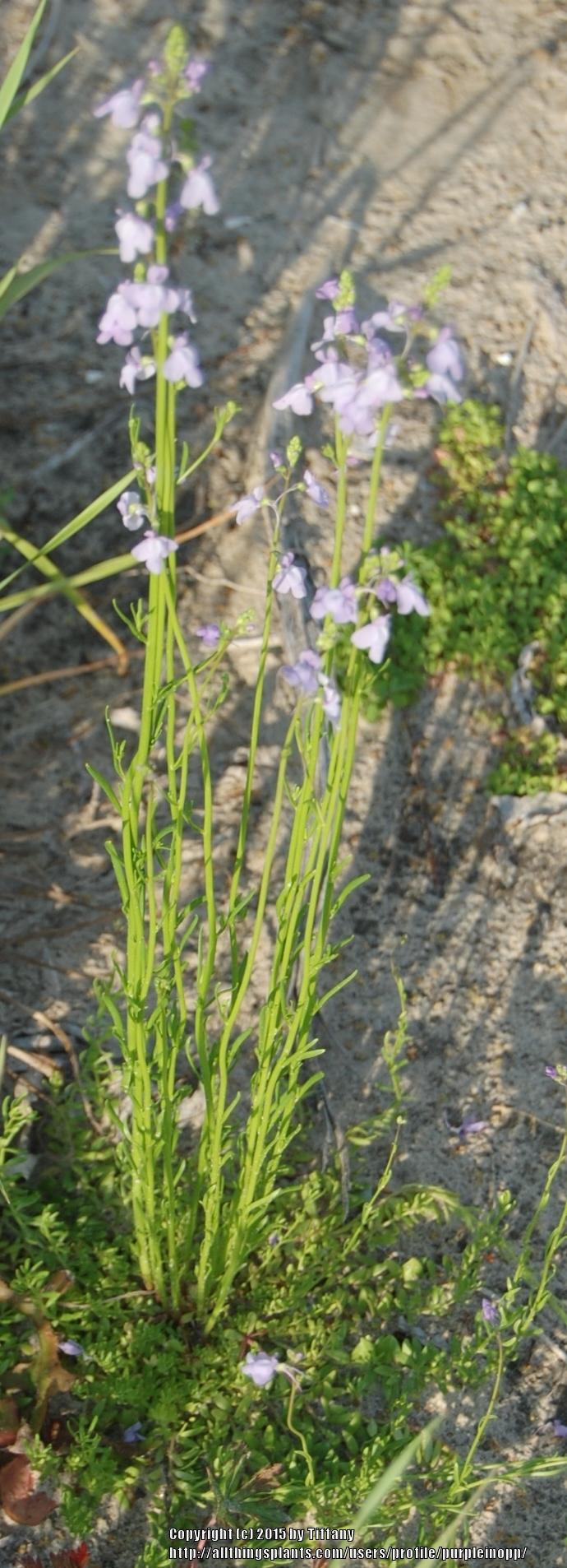 Photo of Blue Toadflax (Nuttallanthus canadensis) uploaded by purpleinopp