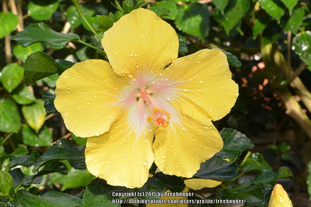Photo of Tropical Hibiscus (Hibiscus rosa-sinensis 'Bonaire Wind') uploaded by treehugger