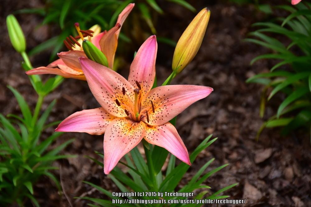 Photo of Lily (Lilium 'Pixie') uploaded by treehugger