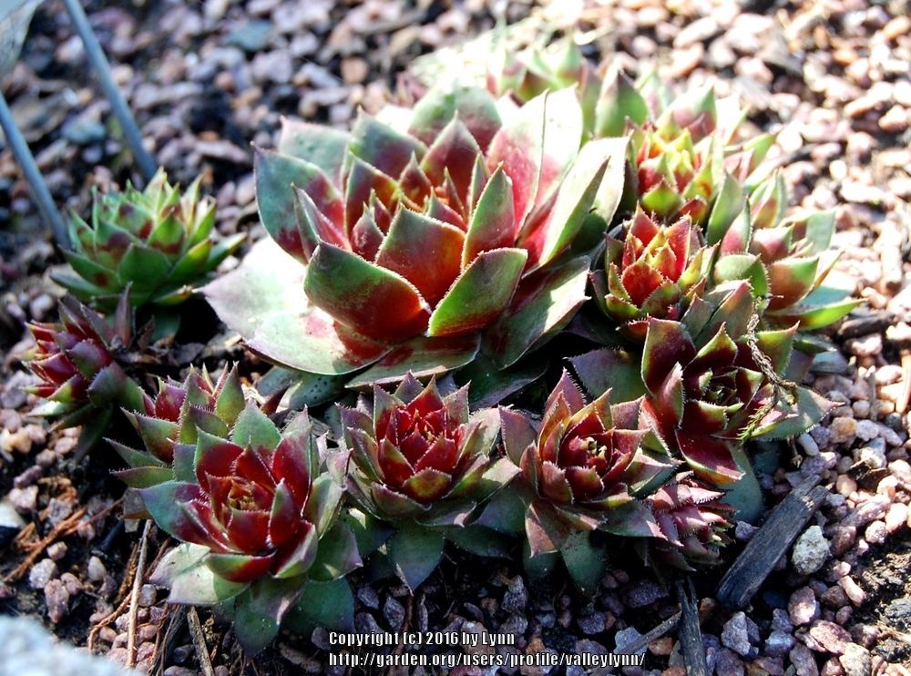 Photo of Hen and Chick (Sempervivum 'Red West') uploaded by valleylynn