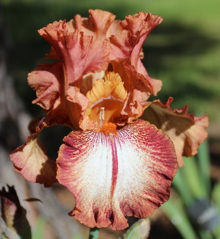 Photo of Border Bearded Iris (Iris 'Chickasaw Sue') uploaded by Calif_Sue