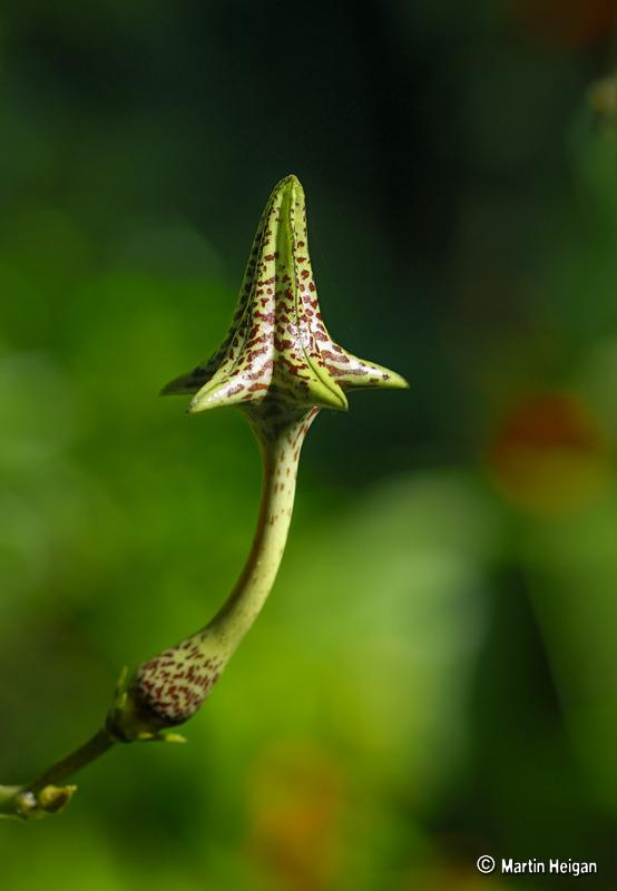 Photo of Ceropegia uploaded by admin