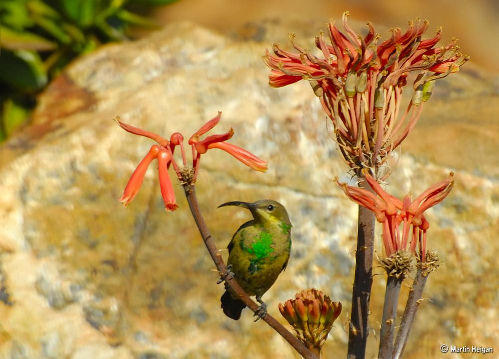 Photo of Soap Aloe (Aloe maculata) uploaded by admin