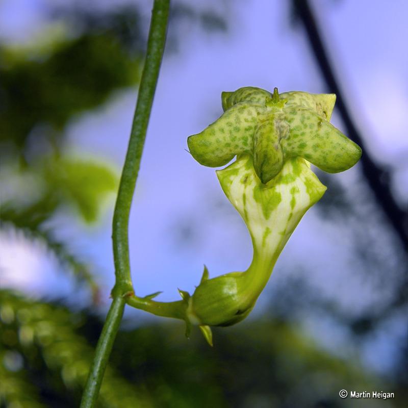 Photo of Parachute Plant (Ceropegia sandersonii) uploaded by admin