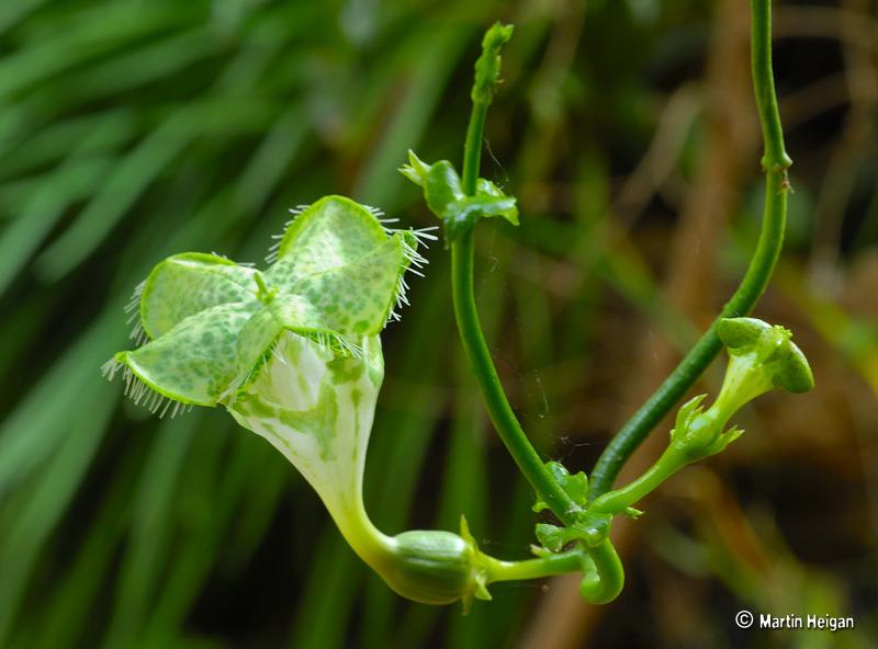Photo of Parachute Plant (Ceropegia sandersonii) uploaded by admin