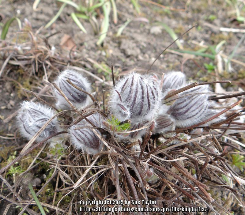 Photo of Pasque Flower (Pulsatilla grandis subsp. grandis) uploaded by kniphofia