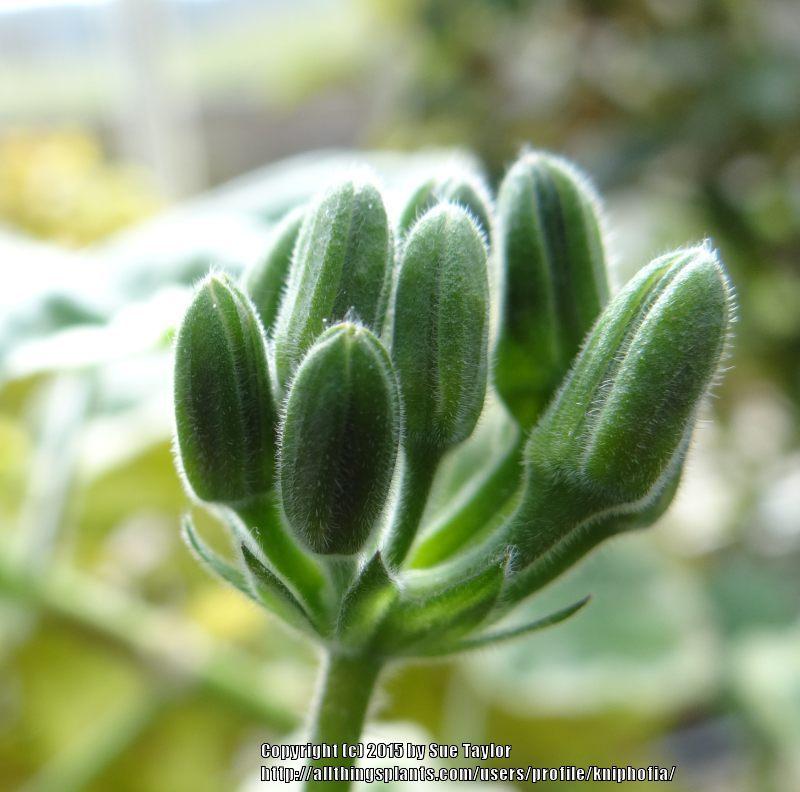 Photo of Pelargonium (Pelargonium x ardens) uploaded by kniphofia