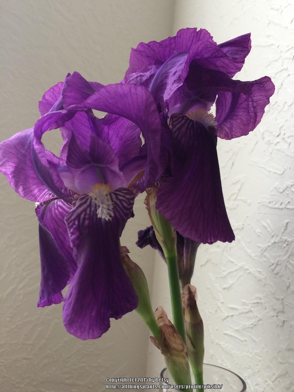 Photo of Intermediate Bearded Iris (Iris 'Crimson King') uploaded by piksihk