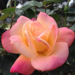 Location: Historic Rose Garden, Historic City Cemetery, Sacramento CA.
Date: 2015-03-22