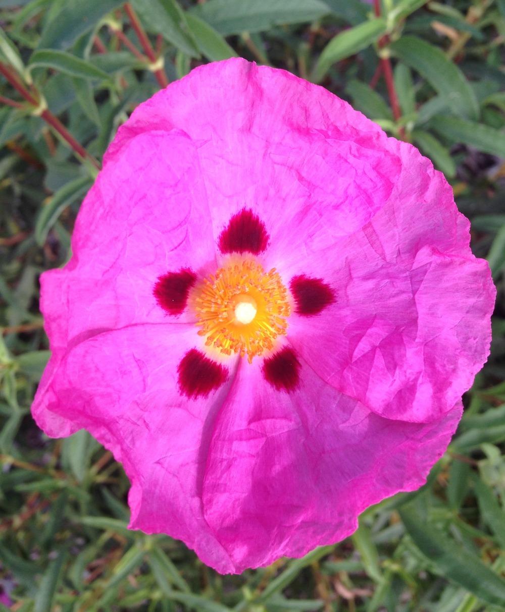 Photo of Purple-Flowered Rockrose (Cistus x purpureus) uploaded by HamiltonSquare