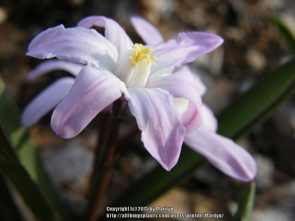 Photo of Glory of the snow (Scilla forbesii 'Pink Giant') uploaded by Marilyn