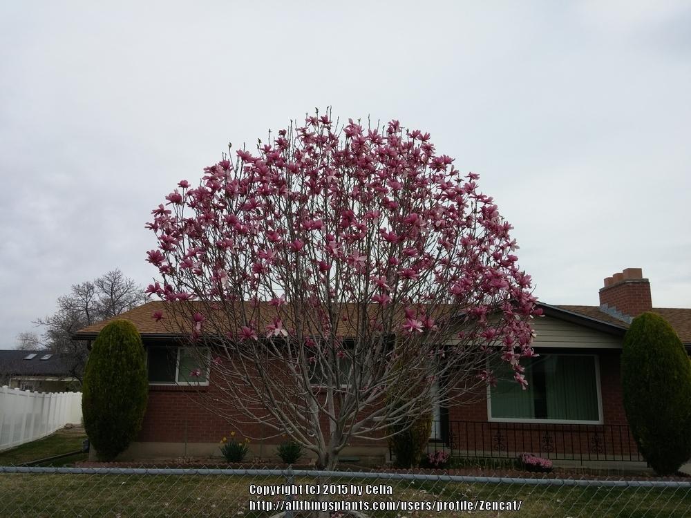 Photo of Saucer Magnolia (Magnolia x soulangeana) uploaded by Zencat