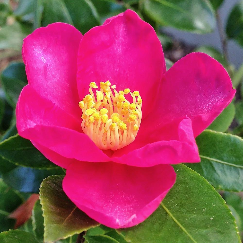 Photo of Camellias (Camellia) uploaded by admin