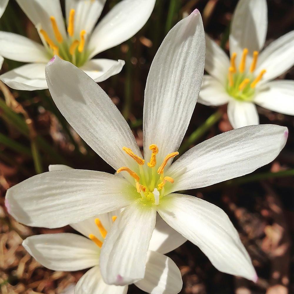 Photo of Rain Lily (Zephyranthes candida) uploaded by admin