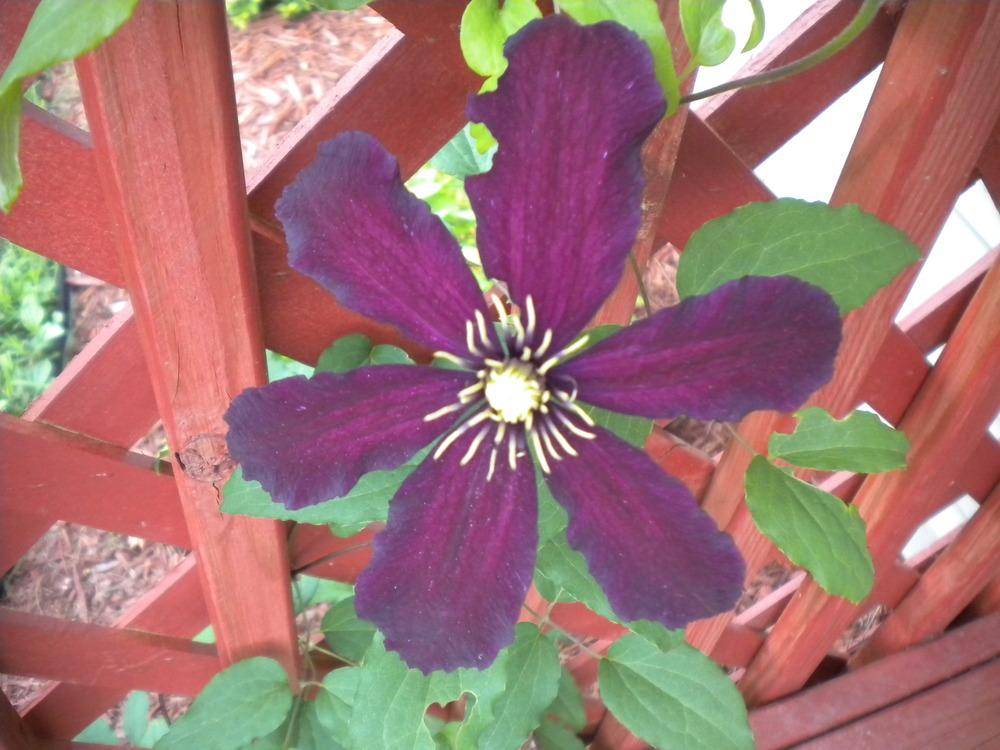 Photo of Clematis 'Jackmanii' uploaded by bpsgarden