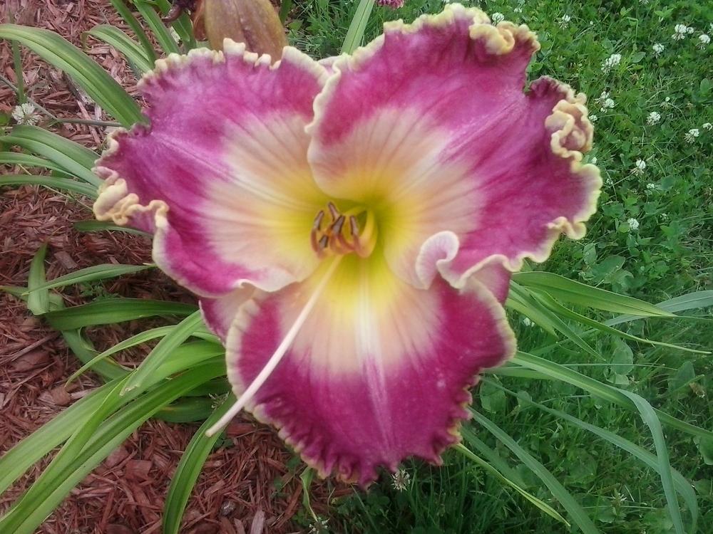 Photo of Daylily (Hemerocallis 'Picture in Picture') uploaded by bpsgarden