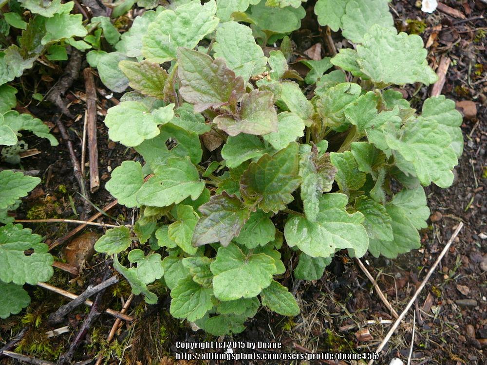 Photo of Anise Hyssop (Agastache foeniculum) uploaded by duane456