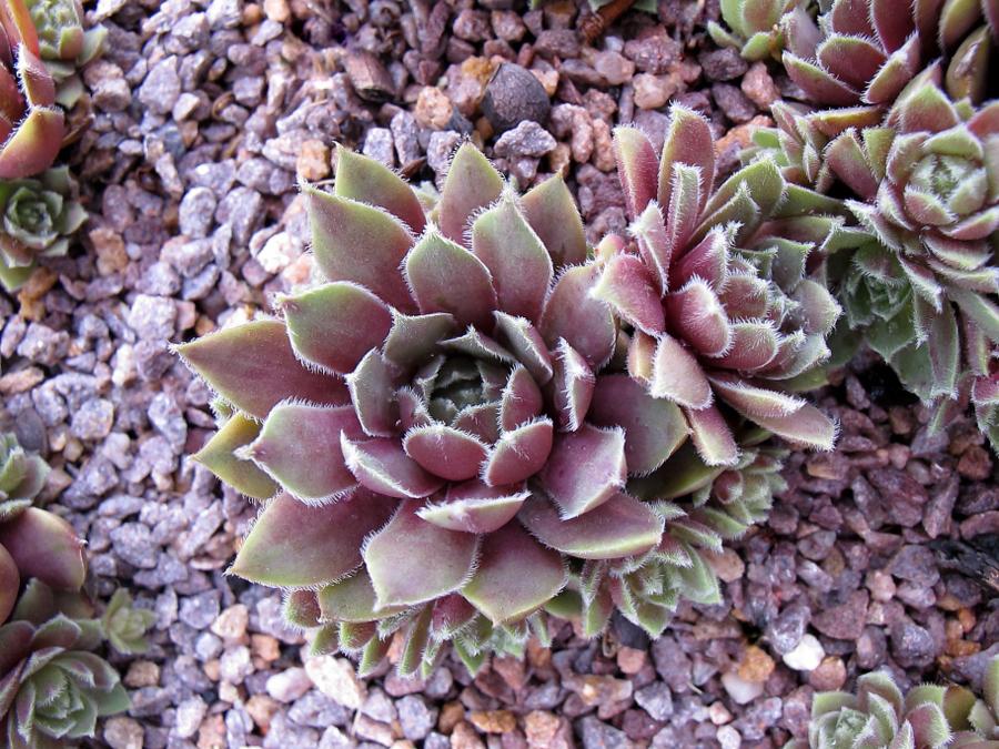 Photo of Hen and Chicks (Sempervivum 'Sea Foam') uploaded by goldfinch4
