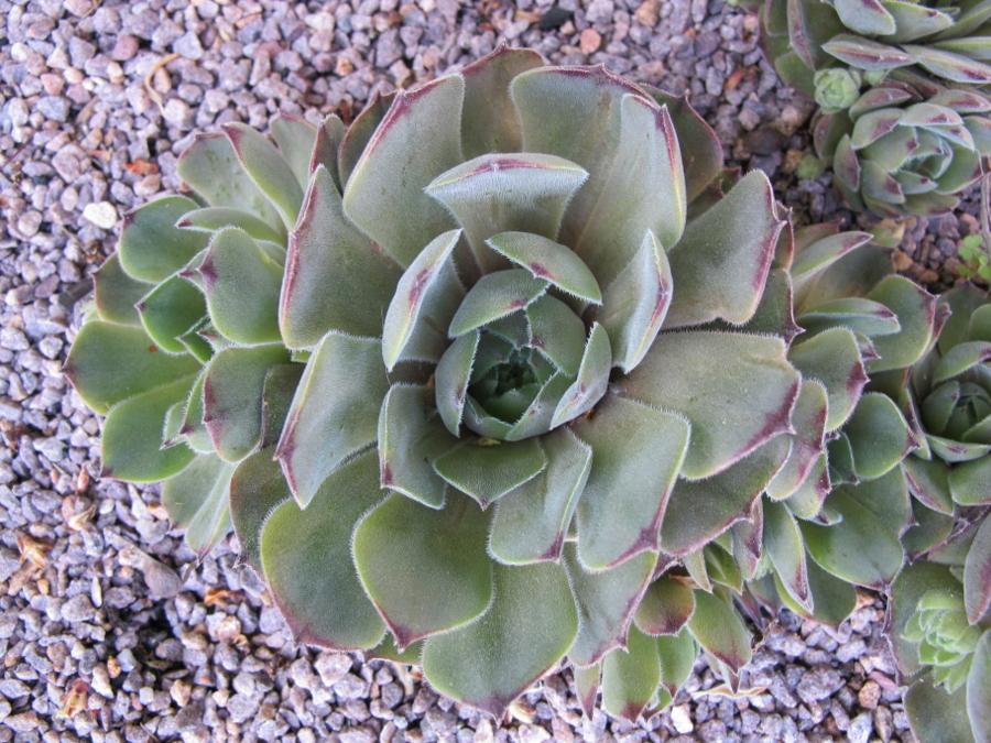 Photo of Hen and Chicks (Sempervivum 'Seminole') uploaded by goldfinch4