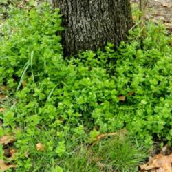 Location: Northeastern, Texas
Date: 2015-03-20
Growing at the base of an oak