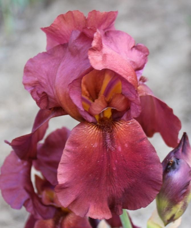 Photo of Tall Bearded Iris (Iris 'Cracklin Burgundy') uploaded by Calif_Sue
