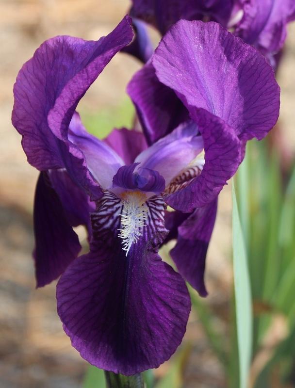 Photo of Intermediate Bearded Iris (Iris 'Crimson King') uploaded by Calif_Sue