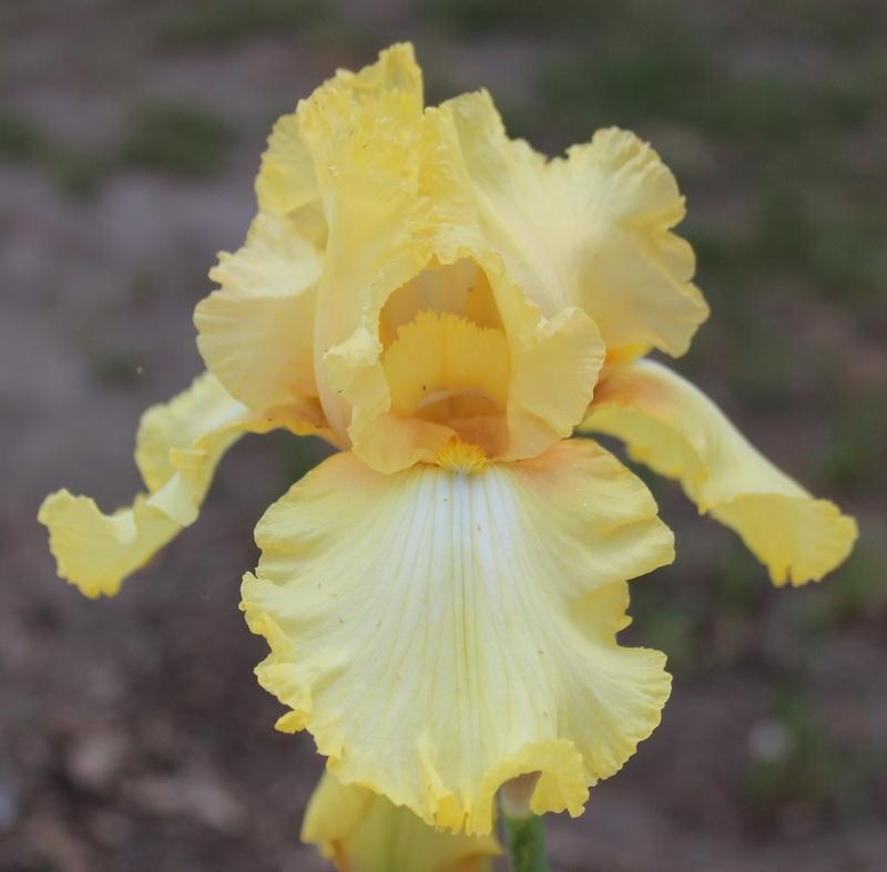 Photo of Tall Bearded Iris (Iris 'Dawning') uploaded by Calif_Sue