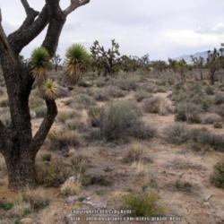 Location: Cima Dome, Mojave National Preserve, California
Date: 2015-03-18