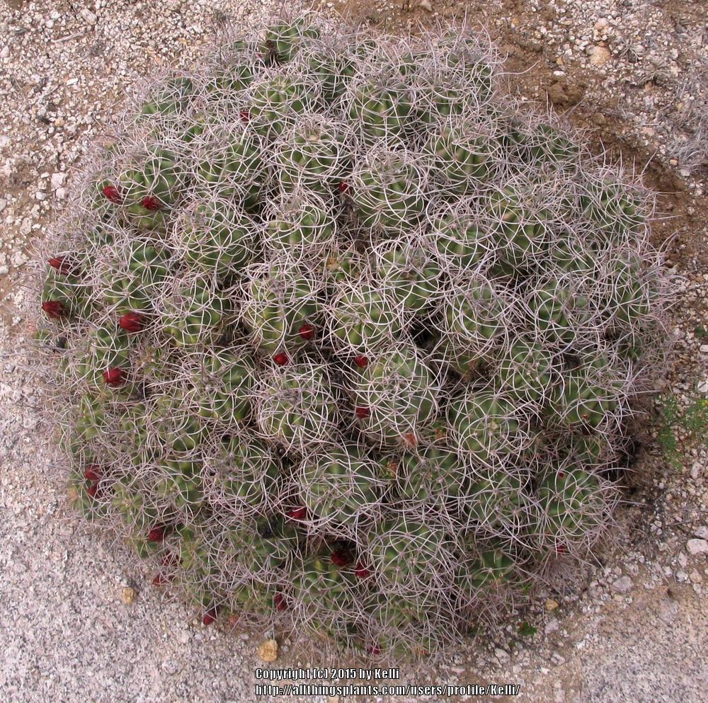 Photo of Claretcup Cactus (Echinocereus triglochidiatus) uploaded by Kelli