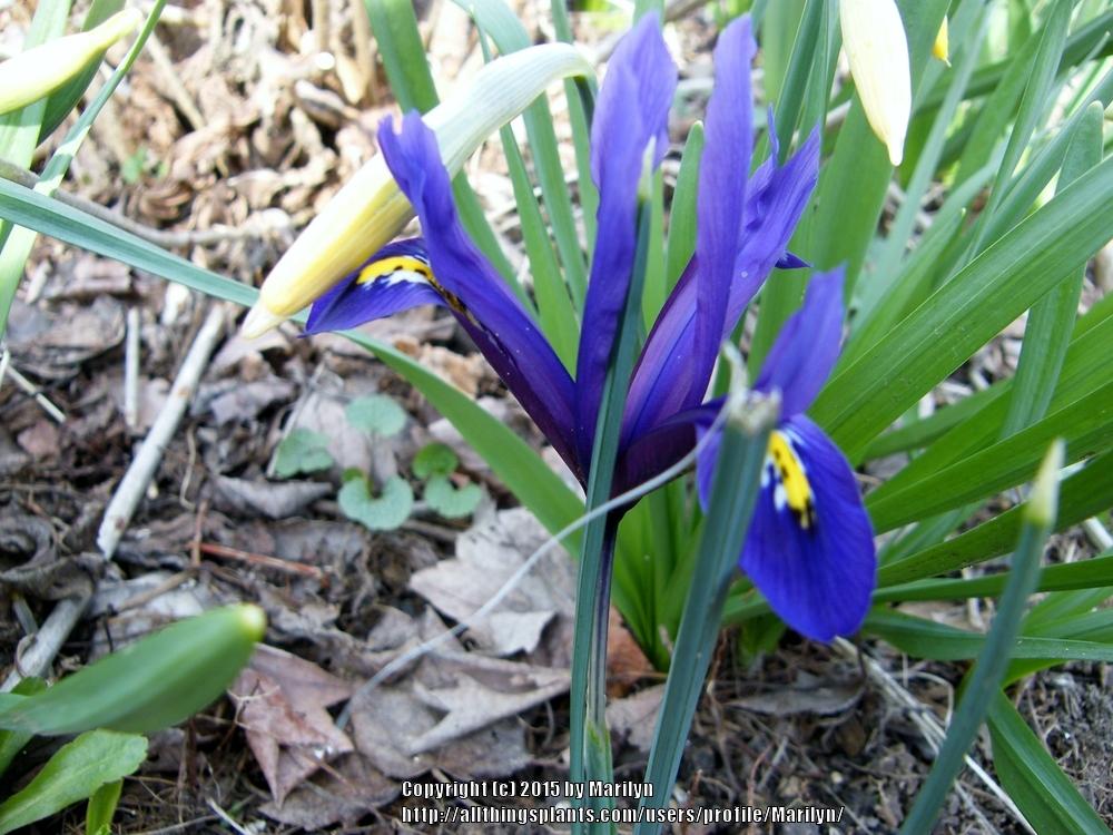Photo of Reticulated Iris (Iris reticulata 'Harmony.') uploaded by Marilyn