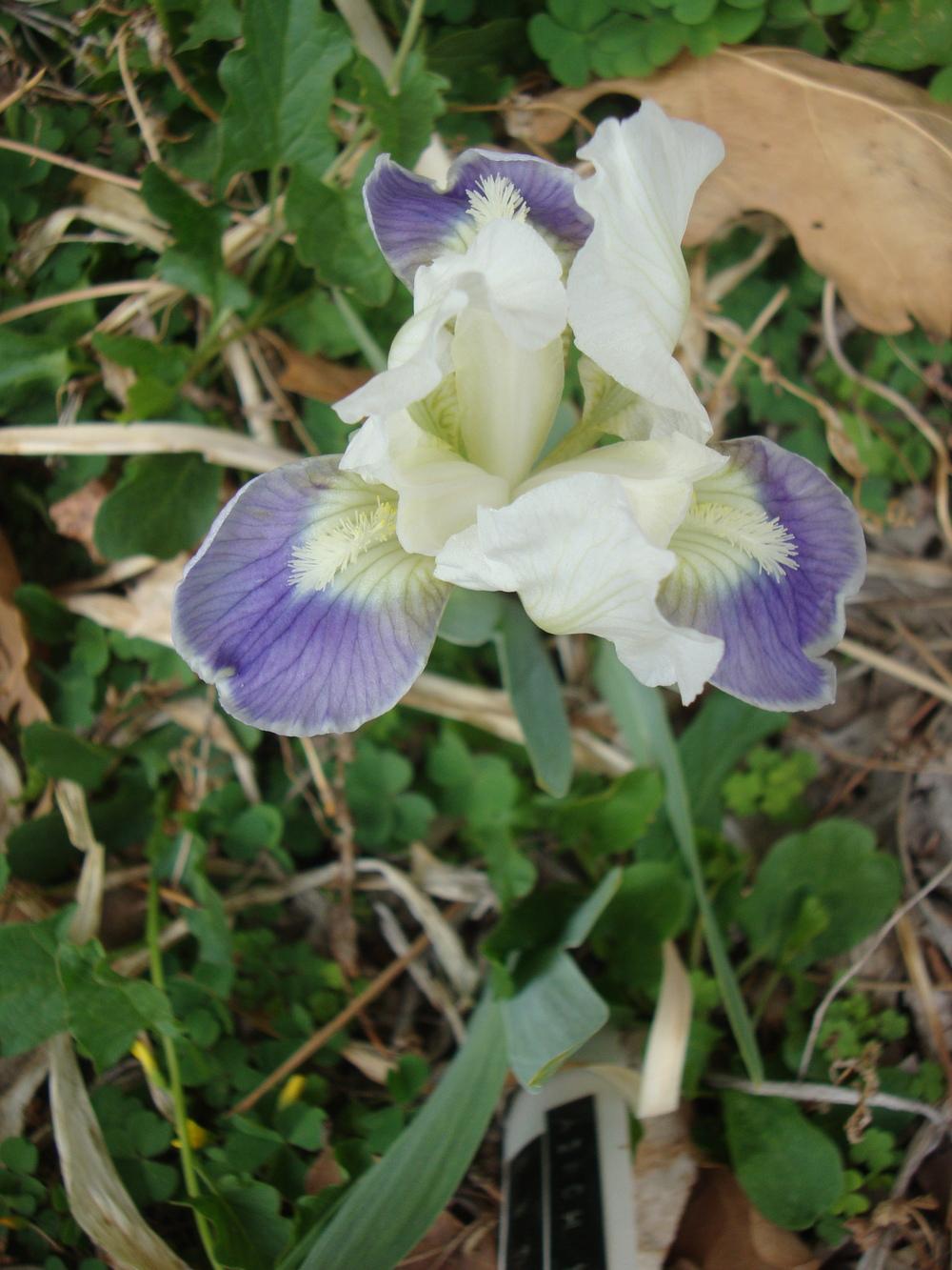 Photo of Standard Dwarf Bearded Iris (Iris 'Sophistikitty') uploaded by Paul2032