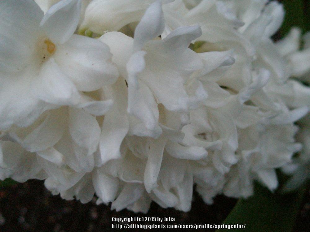 Photo of Hyacinth (Hyacinthus orientalis) uploaded by springcolor