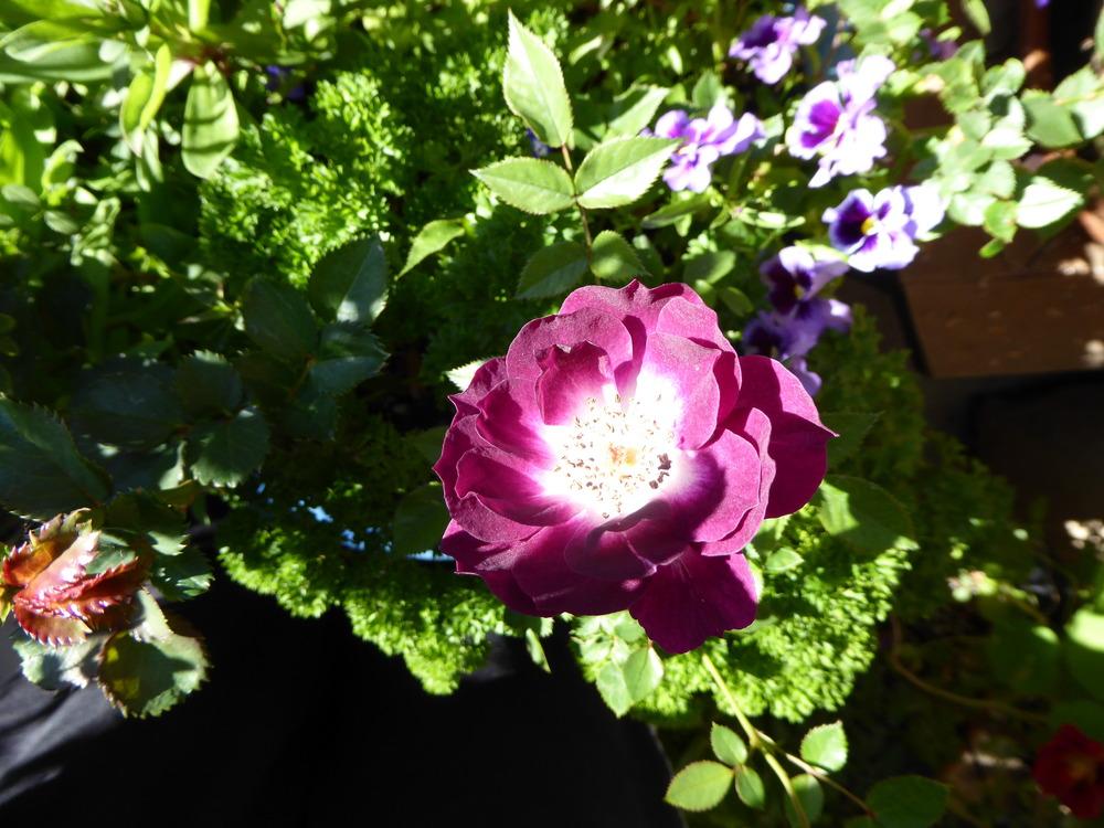 Photo of Rose (Rosa 'Diamond Eyes') uploaded by JulieB