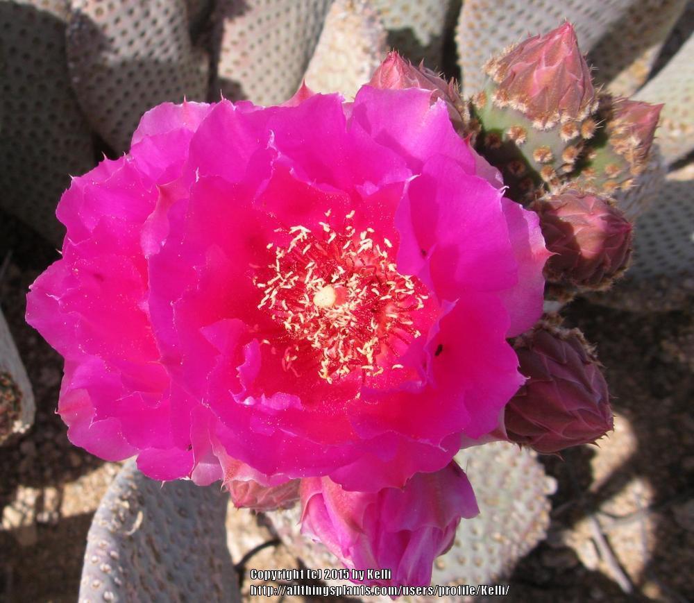Photo of Beavertail Cactus (Opuntia basilaris) uploaded by Kelli