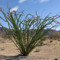 ATP Podcast #97: Desert Plants of Utah