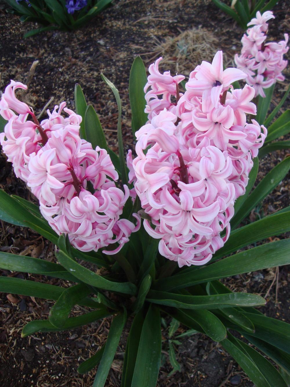 Photo of Hyacinth (Hyacinthus orientalis) uploaded by Paul2032