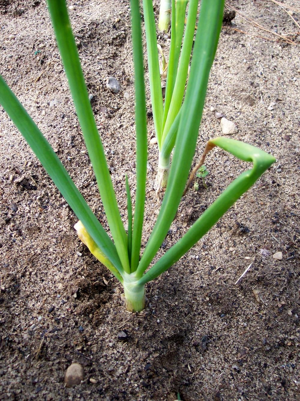 Photo of Onion (Allium cepa 'Miss Megan') uploaded by farmerdill