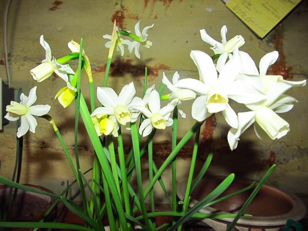 Photo of Miniature Daffodil (Narcissus 'Toto') uploaded by jmorth