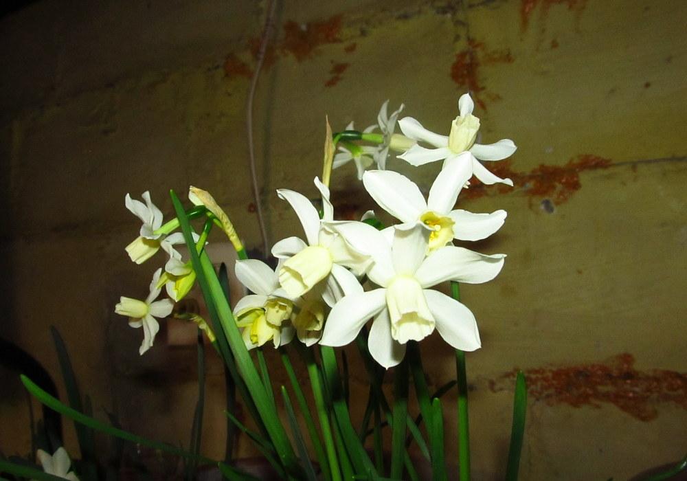 Photo of Miniature Daffodil (Narcissus 'Toto') uploaded by jmorth