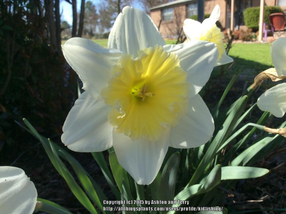 Photo of Large-Cupped Daffodil (Narcissus 'Ice Follies') uploaded by kidfishing