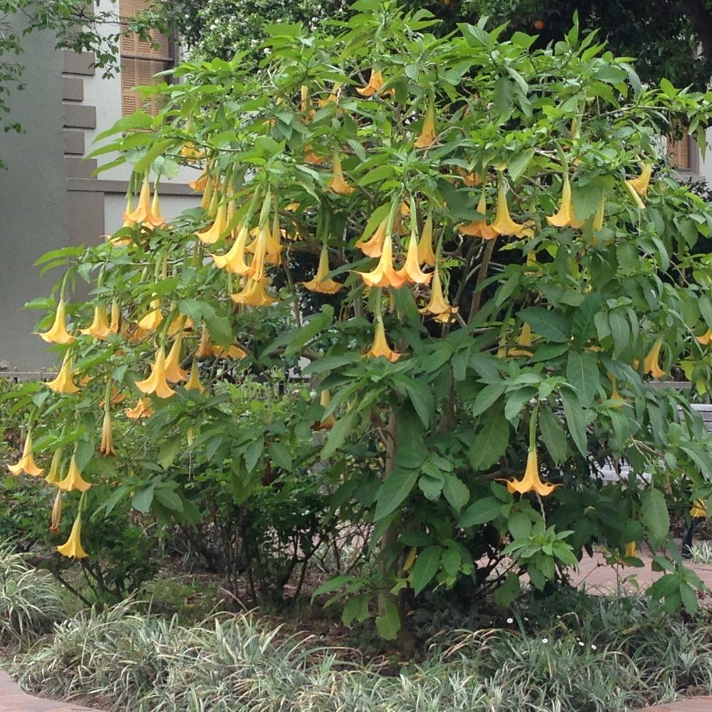 Photo of Angel's Trumpets (Brugmansia) uploaded by HamiltonSquare