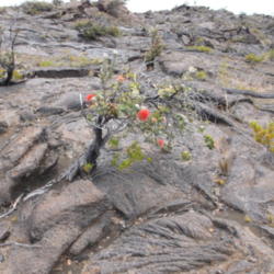 Location: HVNP, Hawai'i Island
Date: 3, 21, 2015
Bonzai plant on Keamoku lava flow.
