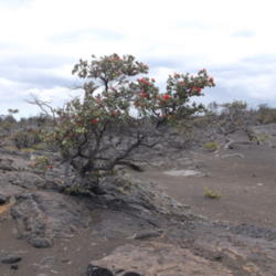 Location: HVNP, Hawai'i Island
Date: 3, 21, 2015
Plant on the Keamoku lava flow.