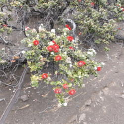 Location: HVNP, Hawai'i Island
Date: 3, 21, 2005
Plant on the Keamoku lava flow.