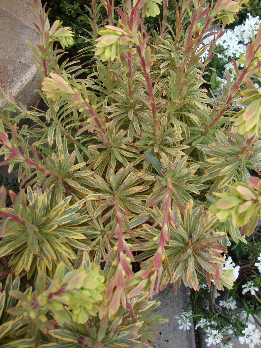 Photo of Euphorbia (Euphorbia x martini 'Ascot Rainbow') uploaded by Paul2032