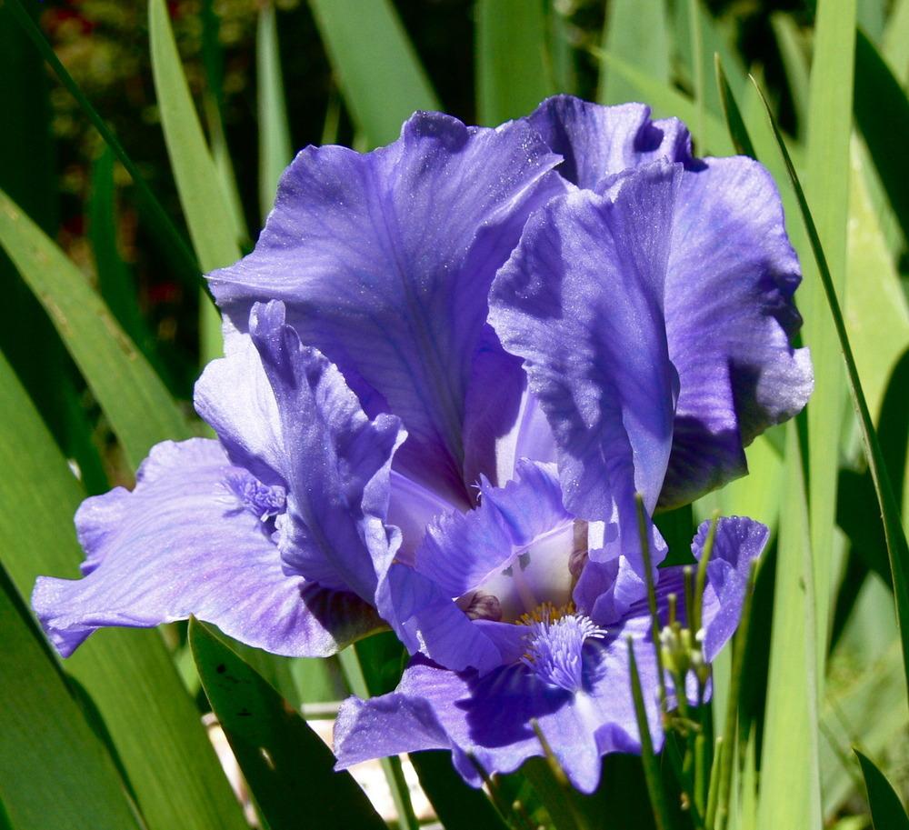 Photo of Standard Dwarf Bearded Iris (Iris 'Nassau Blue') uploaded by janwax