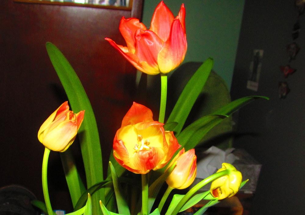 Photo of Triumph Tulip (Tulipa 'Aperitif') uploaded by jmorth
