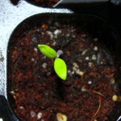 
Date: 2015-03-25
Leucistic seedling (lighter than normal color)